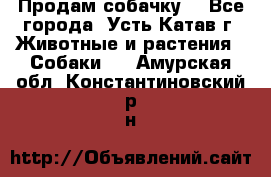 Продам собачку  - Все города, Усть-Катав г. Животные и растения » Собаки   . Амурская обл.,Константиновский р-н